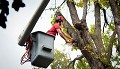 Beehive State Tree Service